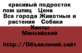 красивый подросток пом шпиц › Цена ­ 30 000 - Все города Животные и растения » Собаки   . Ханты-Мансийский